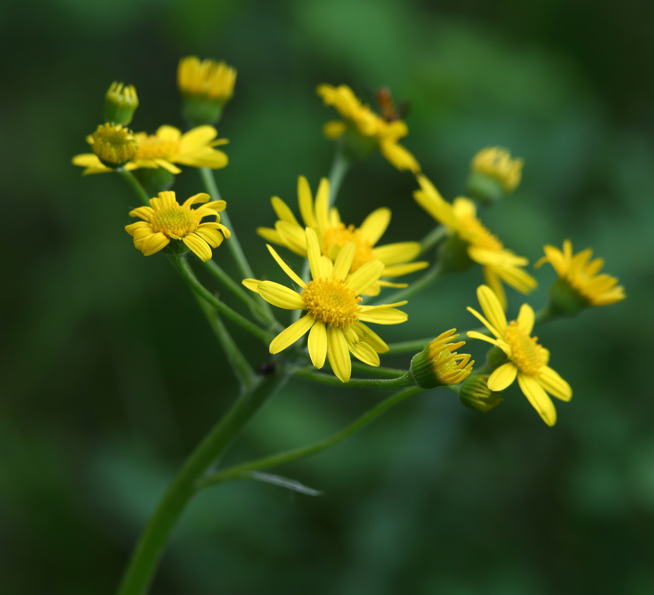 Изображение особи Tephroseris integrifolia.