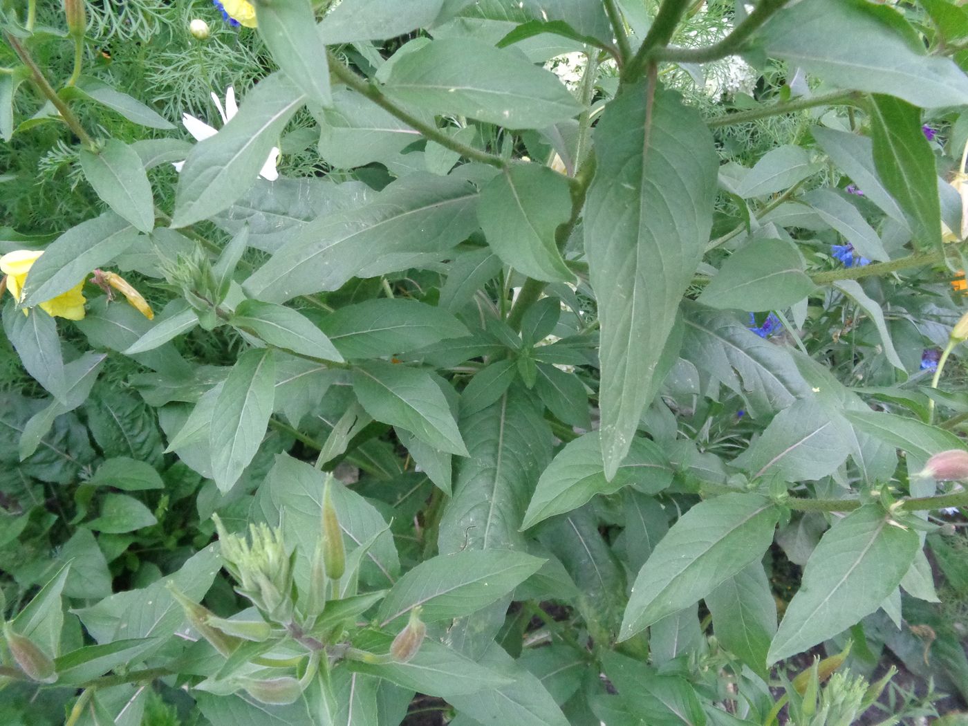 Image of Oenothera glazioviana specimen.