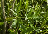 Heracleum sibiricum. Часть побега с листом. Пермский край, Верещагинский р-н, окр. дер. Усть-Сепыч, долина р. Лысьва, луг. 7 июля 2018 г.