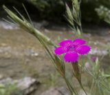 Dianthus acantholimonoides. Цветок и бутоны. Краснодарский край, Туапсинский р-н, окр. хут. Полковничий, щель Полковничья, скальное обнажение. 16.07.2018.