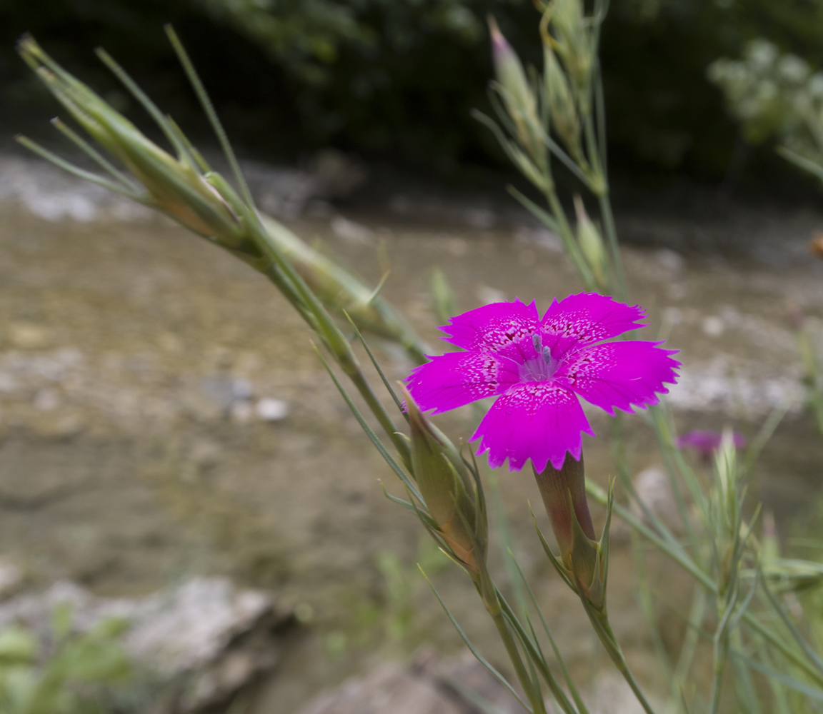 Image of Dianthus acantholimonoides specimen.