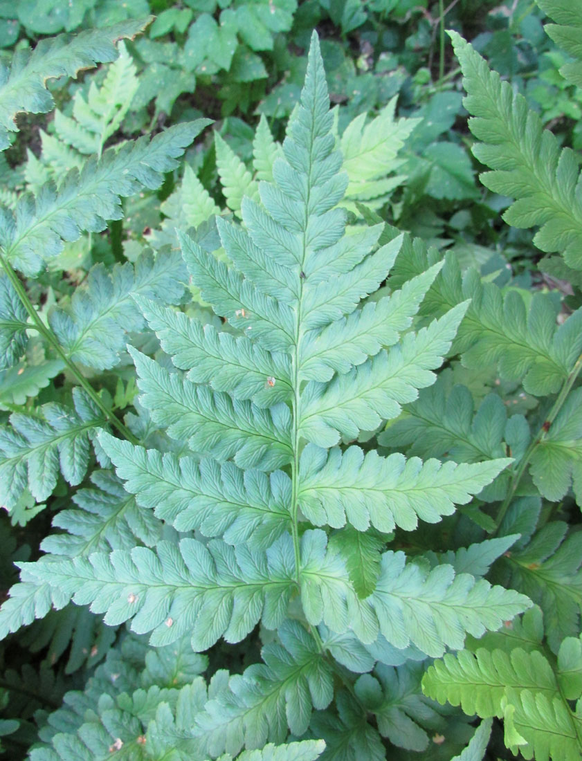 Изображение особи Dryopteris clintoniana.