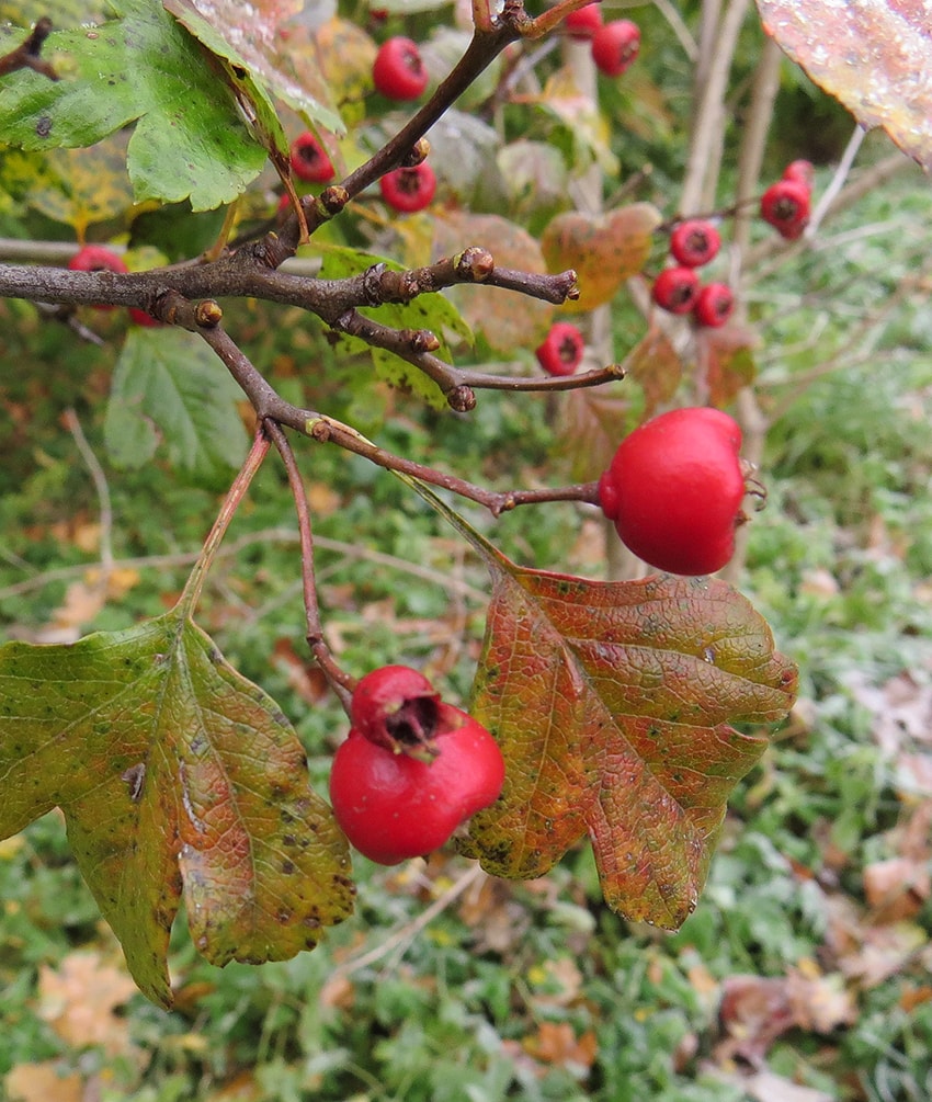 Image of Crataegus &times; media specimen.