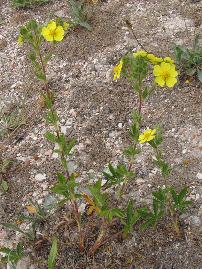 Изображение особи Potentilla recta.