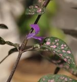 Hypoestes phyllostachya