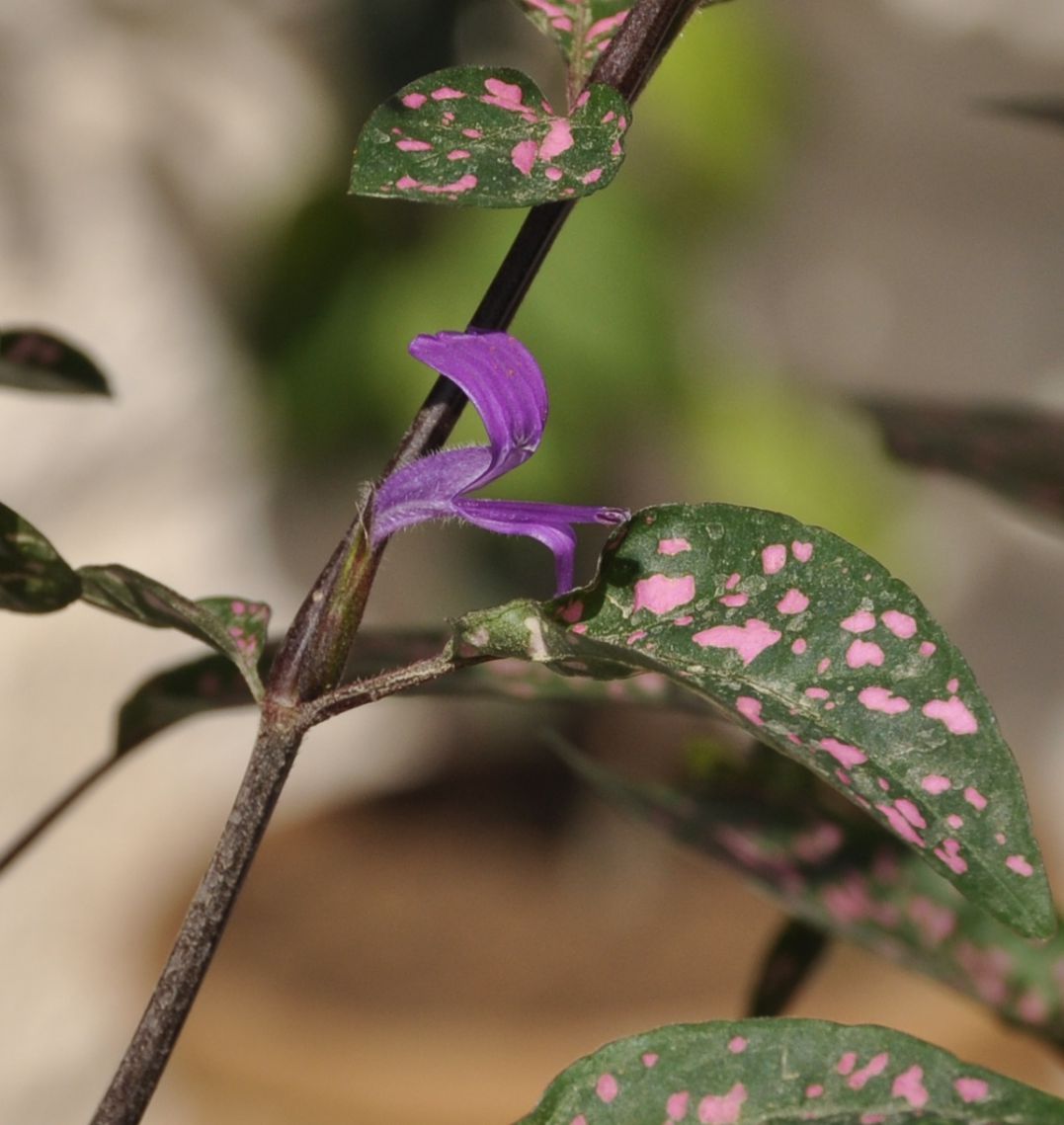 Image of Hypoestes phyllostachya specimen.