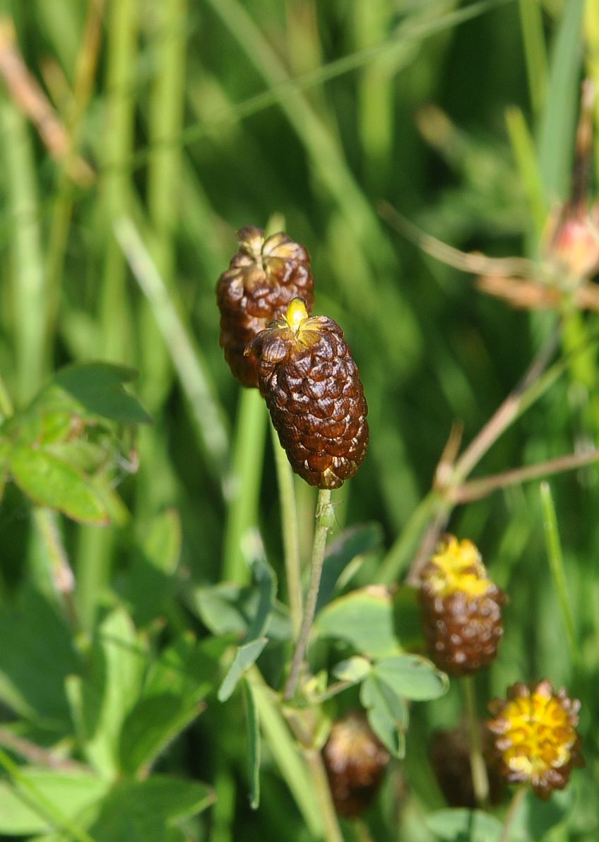 Image of Trifolium spadiceum specimen.