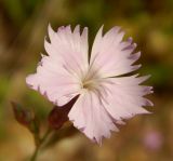 Image of taxon representative. Author is Евгений Спиваковский