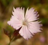 Dianthus