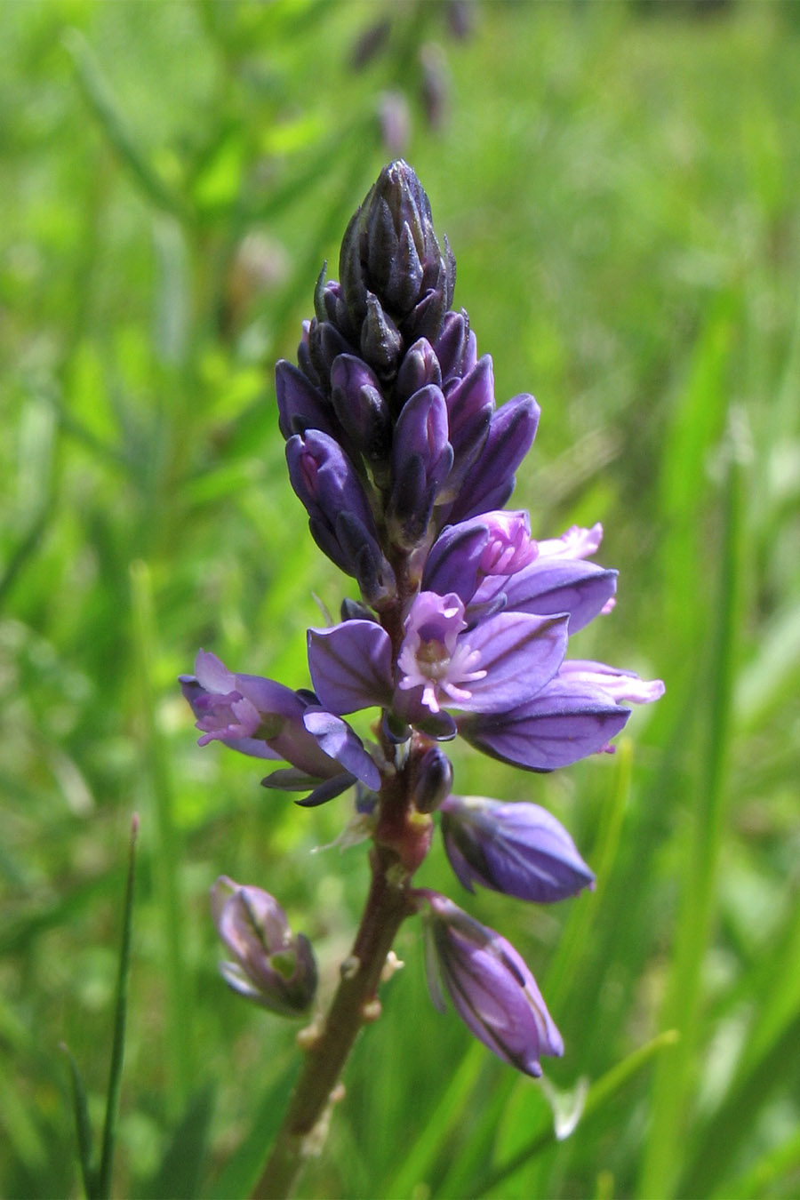 Image of Polygala comosa specimen.