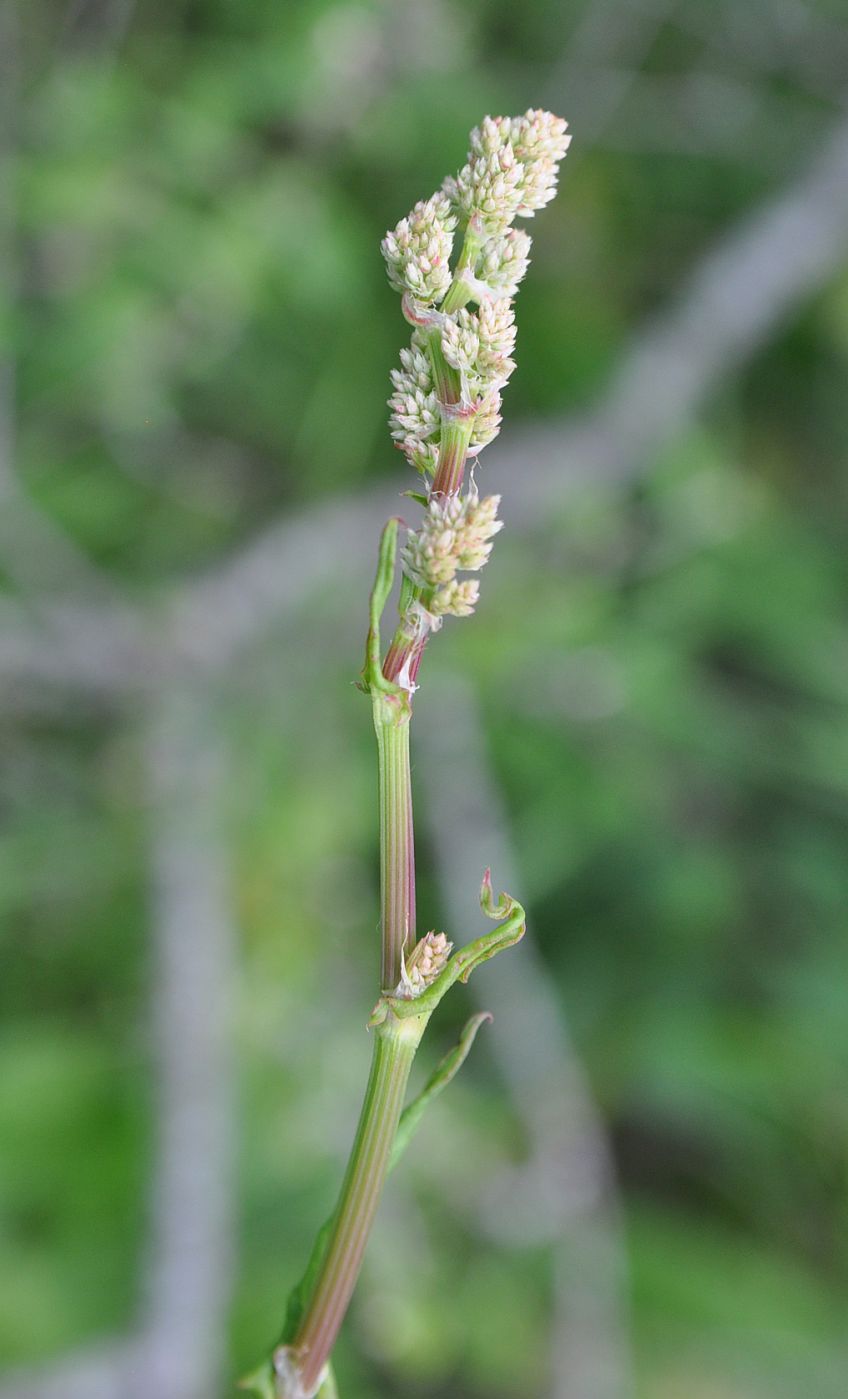 Изображение особи род Rumex.