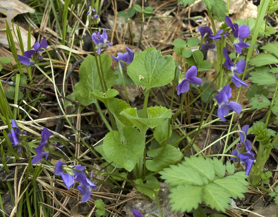 Изображение особи Viola hirta.