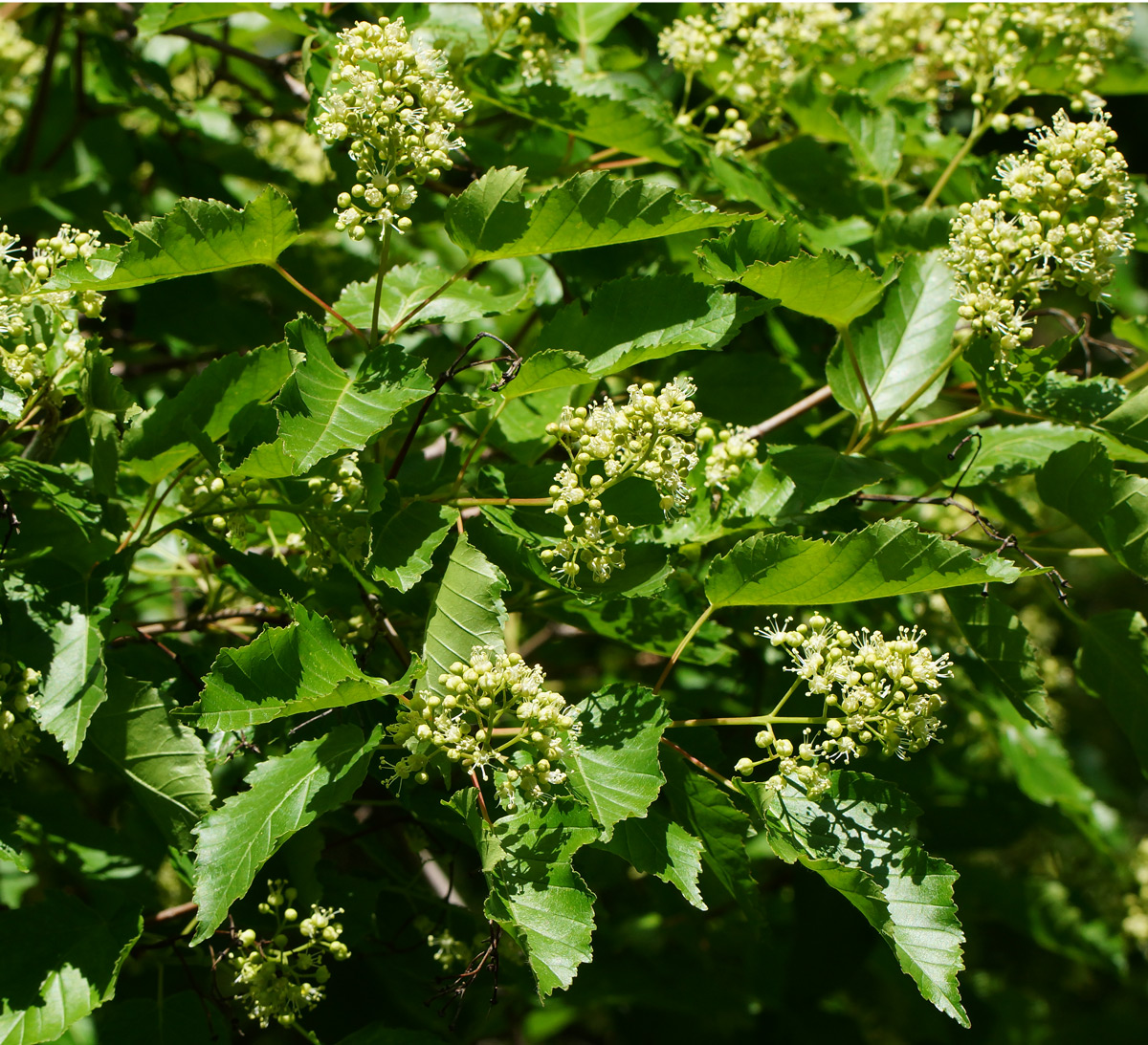 Image of Acer tataricum specimen.