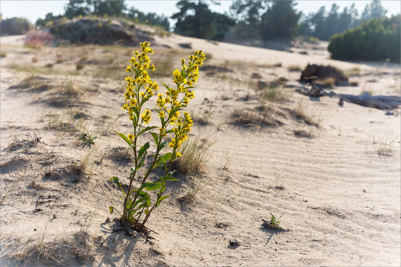 Image of Solidago virgaurea ssp. lapponica specimen.