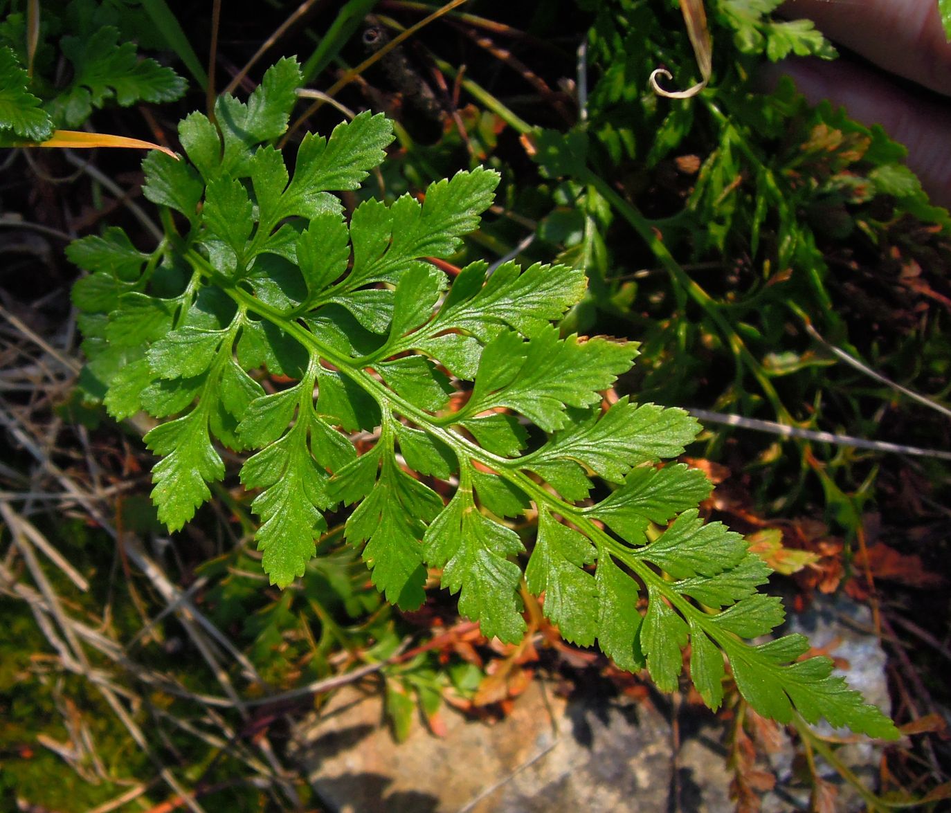 Изображение особи Asplenium sajanense.