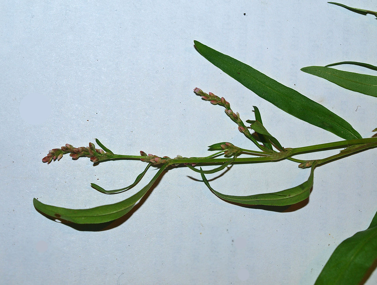 Image of Persicaria minor specimen.