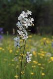 Polemonium chinense