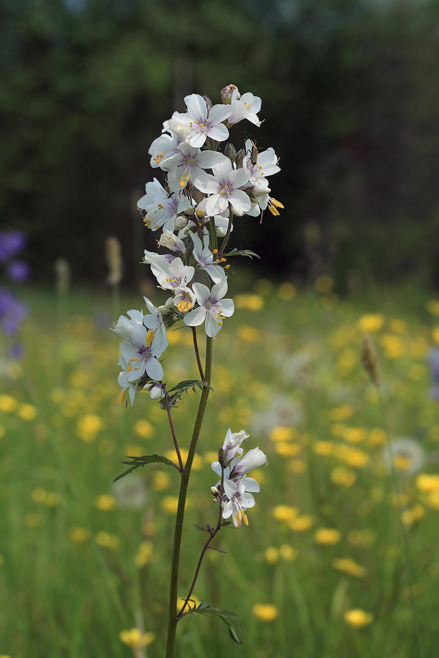 Изображение особи Polemonium chinense.