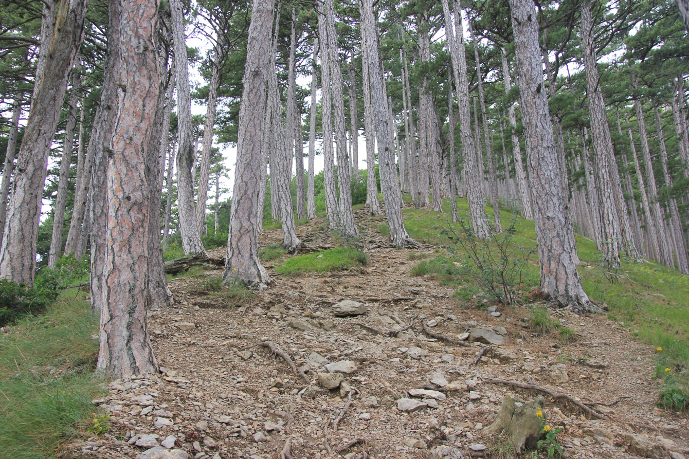Изображение особи Pinus pallasiana.