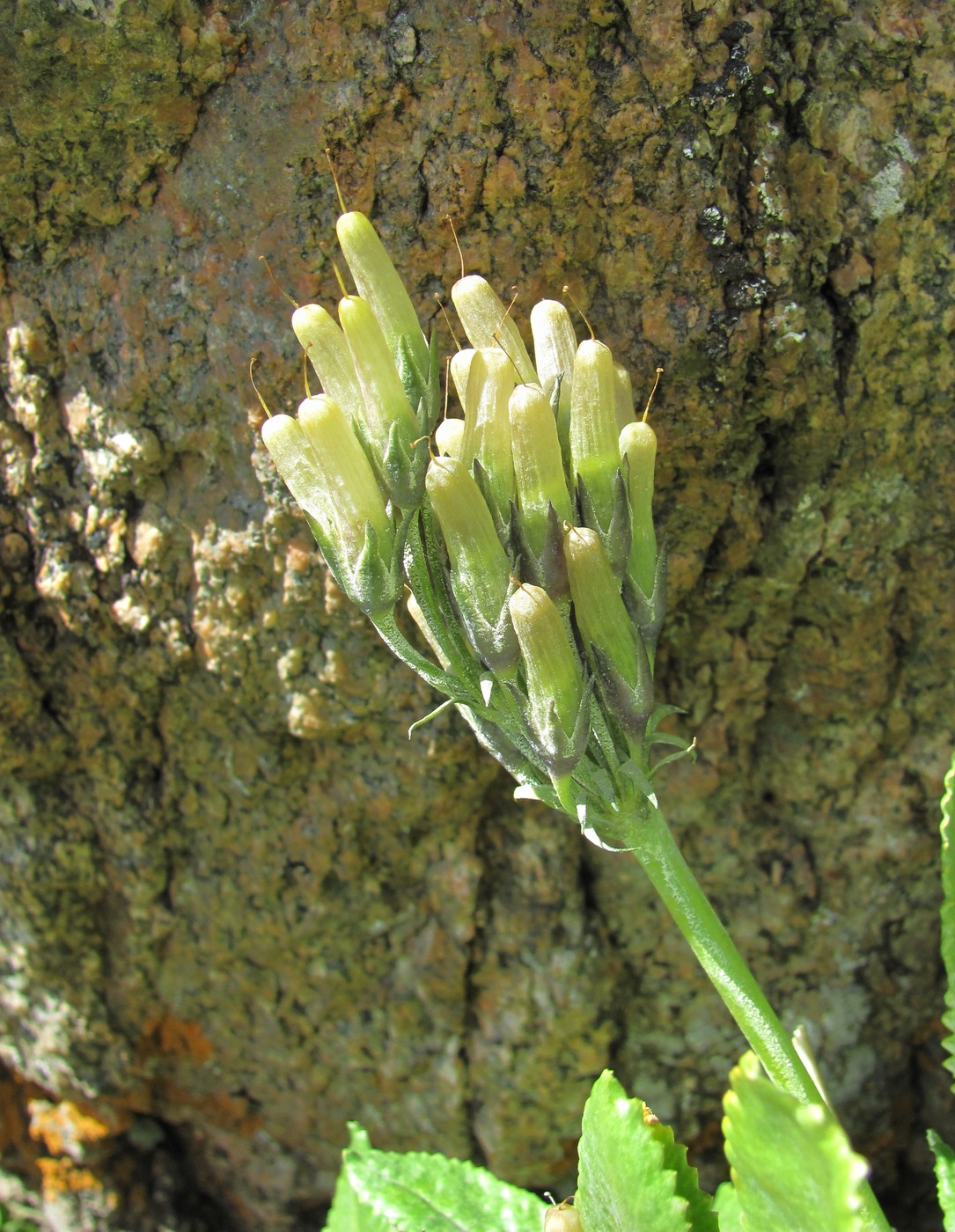 Image of Primula bayernii specimen.