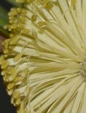 Banksia integrifolia