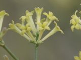 Asperula aristata