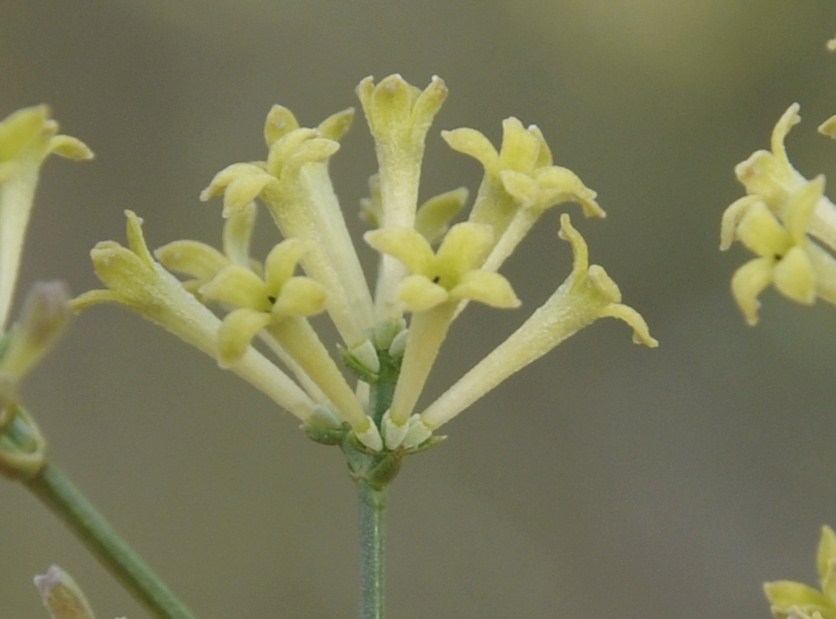 Image of Asperula aristata specimen.