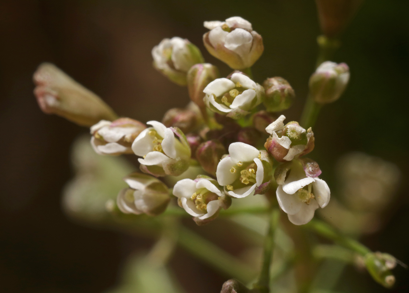 Изображение особи Capsella bursa-pastoris.