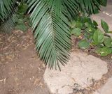 Cycas thouarsii