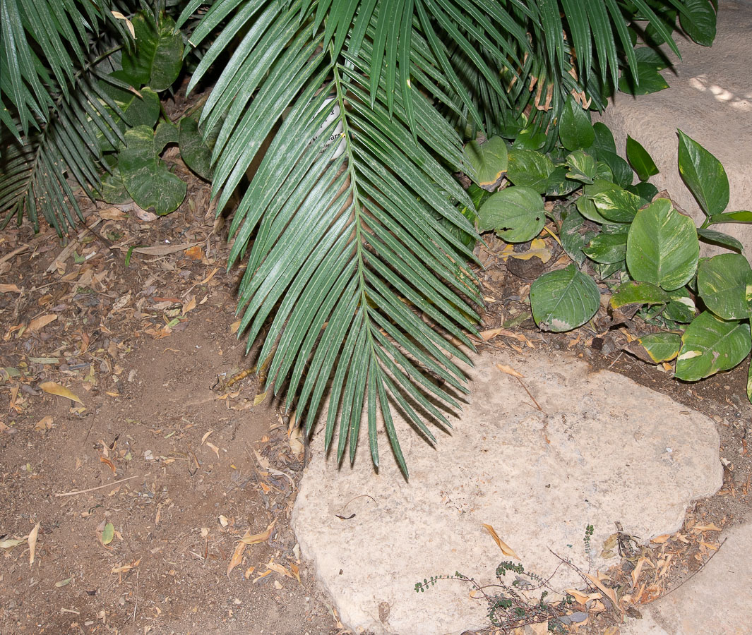 Image of Cycas thouarsii specimen.