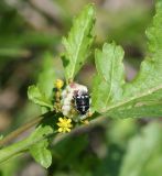 Rorippa palustris. Соцветие с галлом и питающимся(?) клопом Eurydema. Казахстан, Восточно-Казахстанская обл., Уланский р-н, с. Украинка, луг. 29.06.2011.
