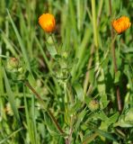 Calendula arvensis