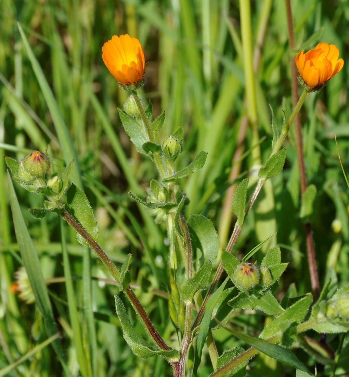 Изображение особи Calendula arvensis.