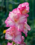 Gladiolus &times; gandavensis