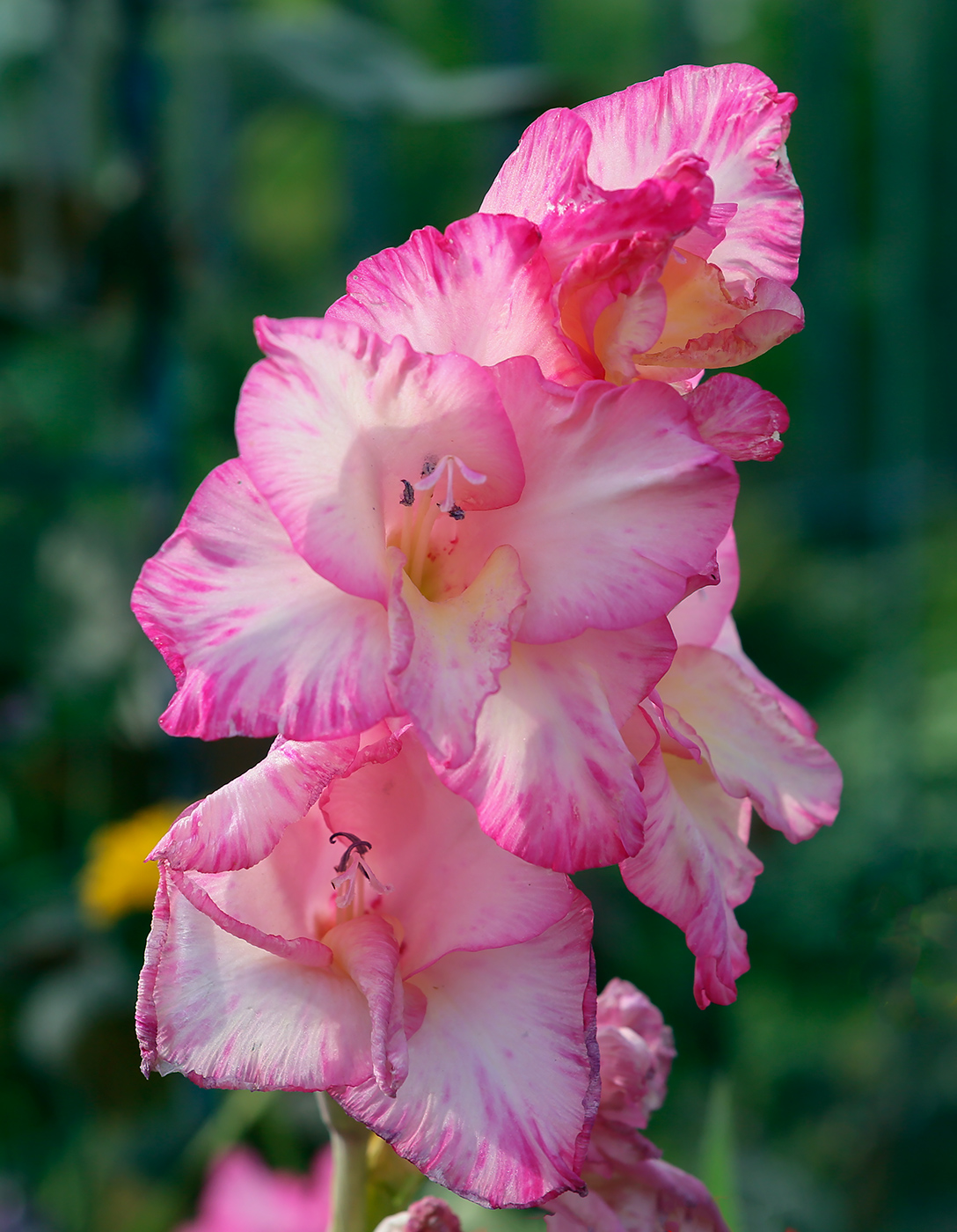 Image of Gladiolus &times; gandavensis specimen.