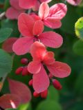 род Berberis. Верхушка ветви с соплодиями в осенней раскраске. Кировская обл., г. Киров, Ботанический сад Вятского государственного университета, в культуре. 22.09.2018.
