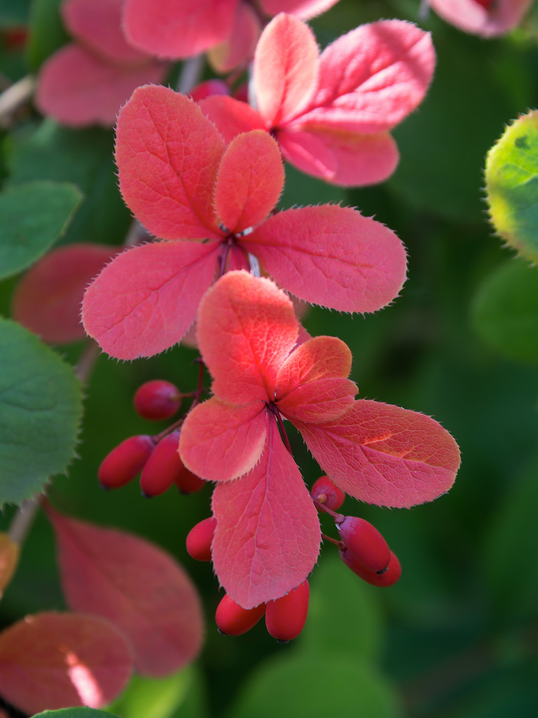 Image of genus Berberis specimen.