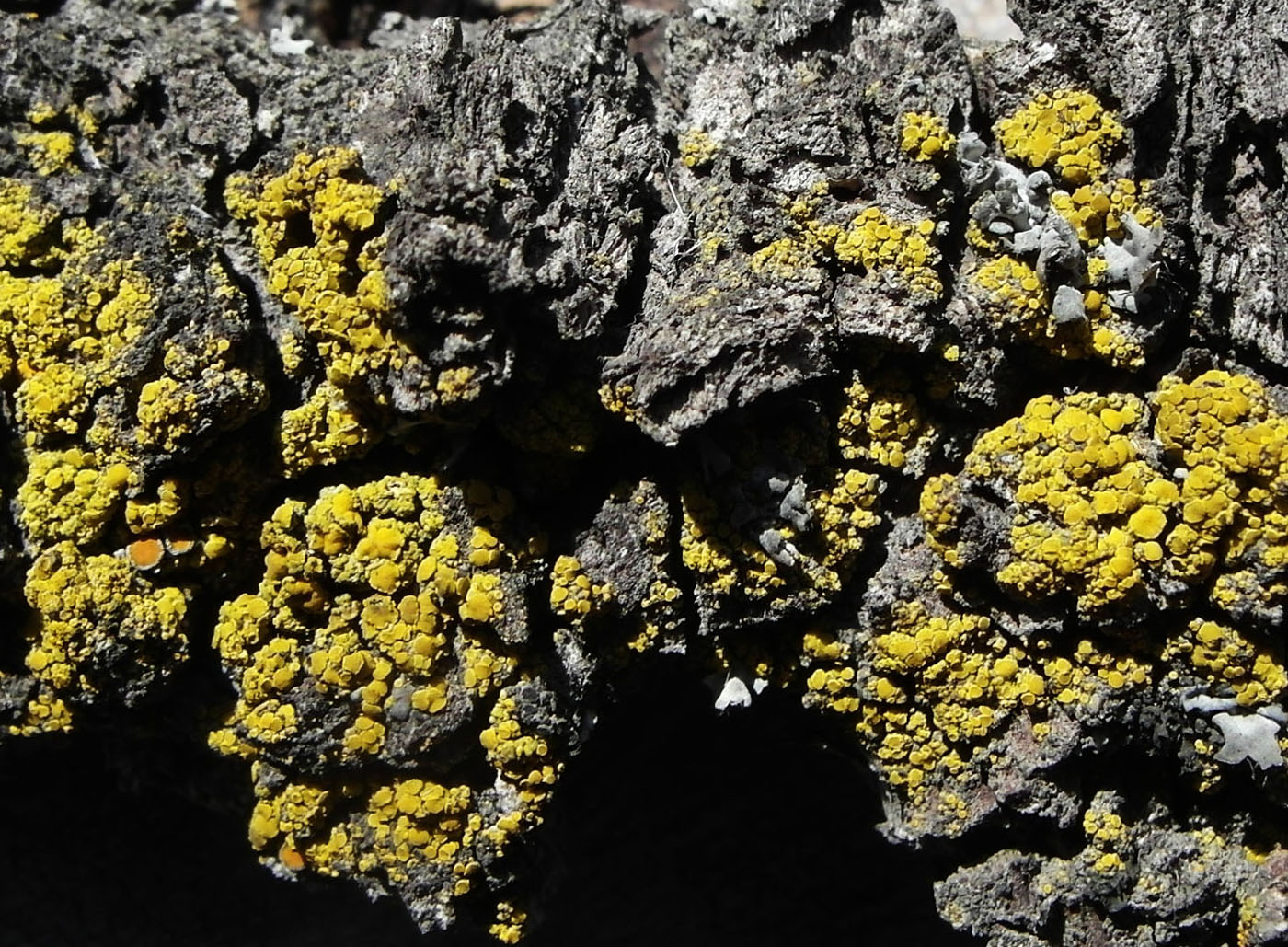 Image of Candelariella antennaria specimen.