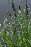 Carex acuta. Цветущие растения на берегу реки. Ленинградская обл., пойма р. Луга у пос. Толмачёво. 12.06.2009.