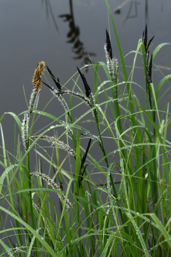 Изображение особи Carex acuta.