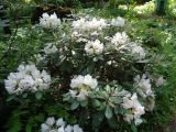 Rhododendron brachycarpum. Цветущее растение. Тверская обл., г. Тверь, Заволжский р-н, ботанический сад ТвГУ, в культуре. 26 мая 2019 г.