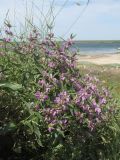 Phlomis pungens