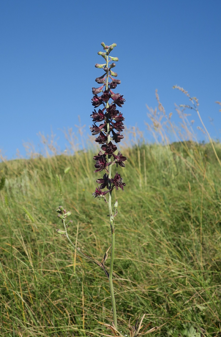 Изображение особи Delphinium puniceum.
