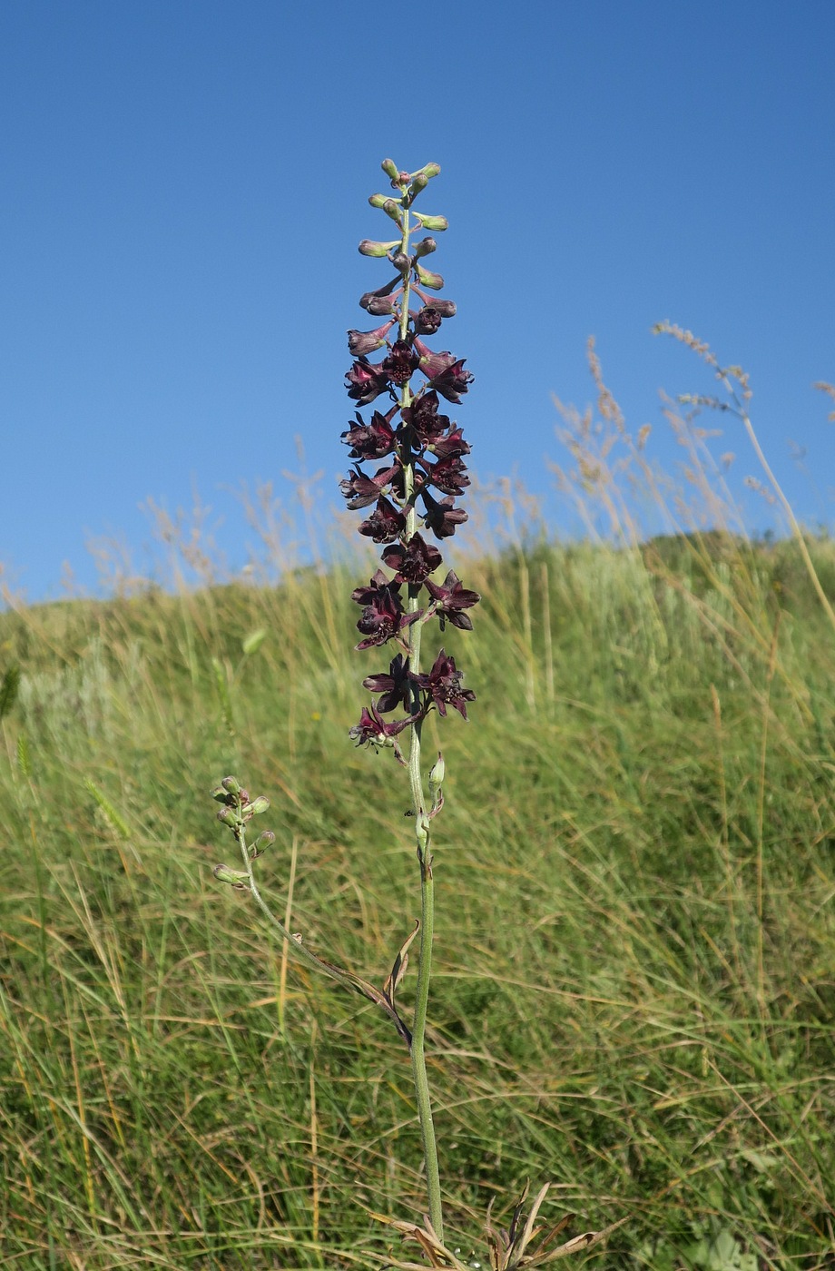 Image of Delphinium puniceum specimen.