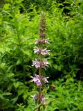 Stachys palustris