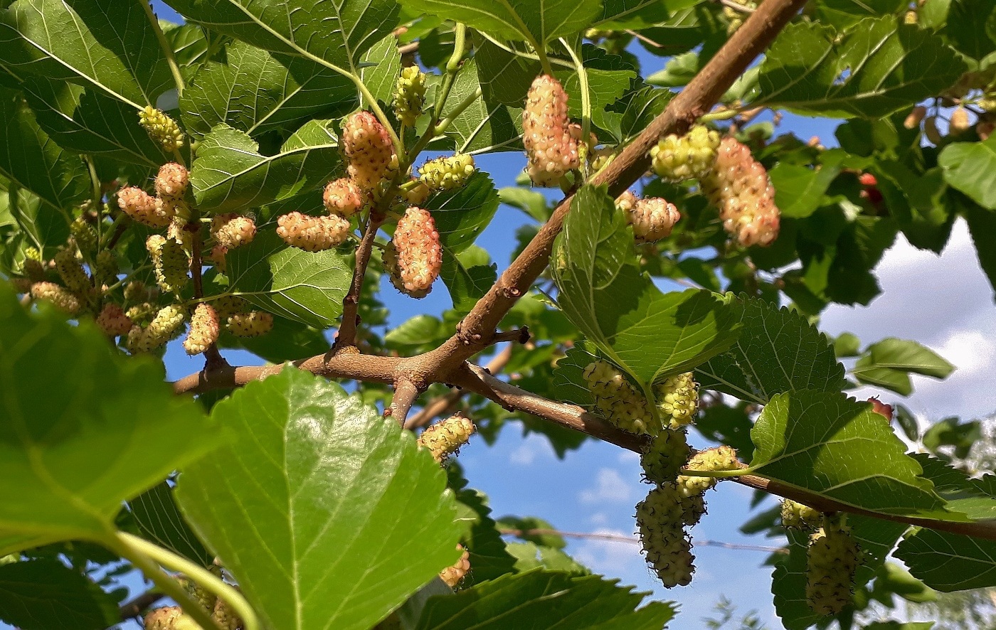 Изображение особи Morus alba.