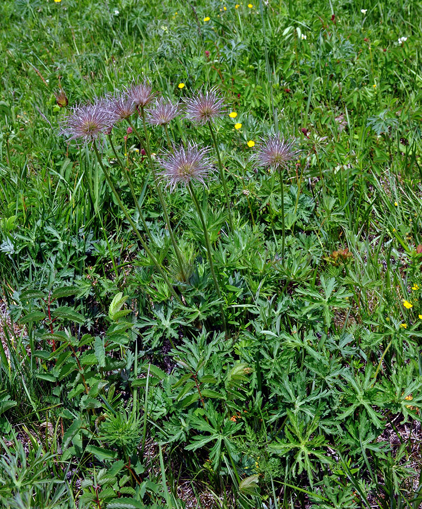 Изображение особи Pulsatilla multifida.