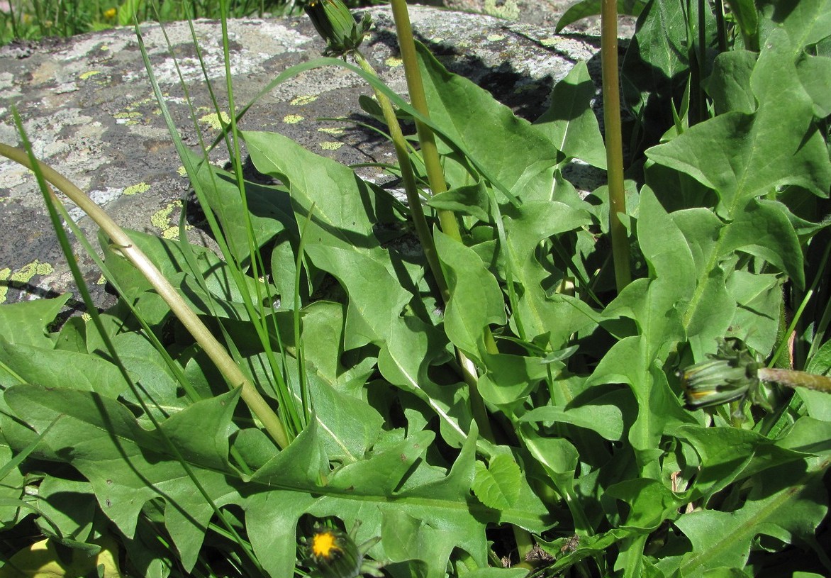 Image of genus Taraxacum specimen.