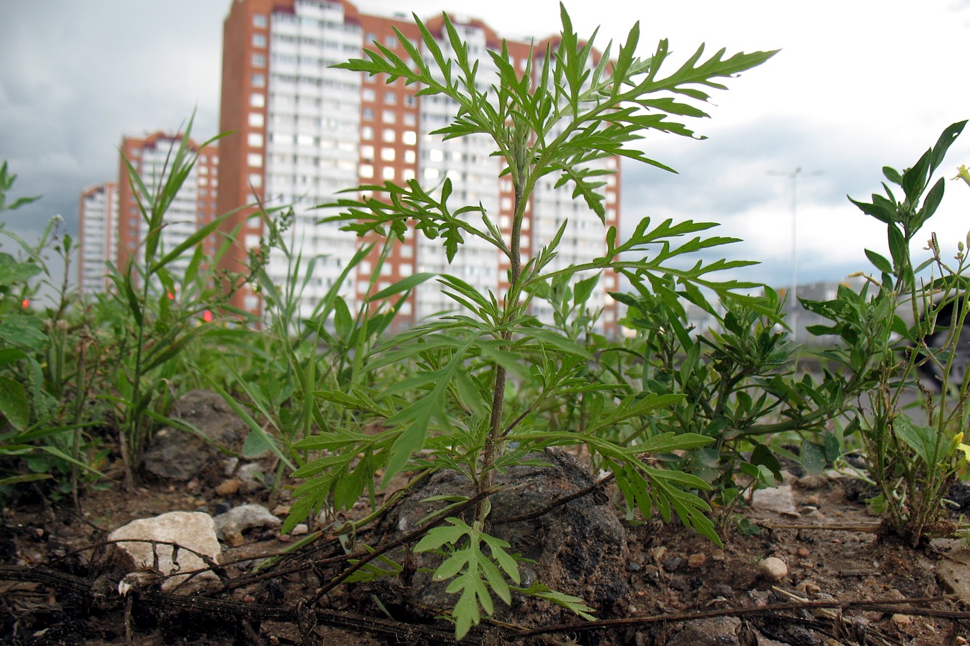 Изображение особи Ambrosia artemisiifolia.