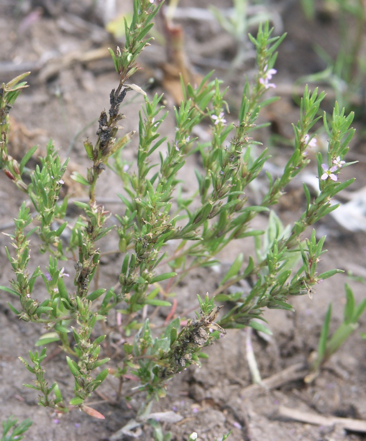 Image of Lythrum thymifolia specimen.
